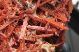 Bright Orange Crocoite Crystal Cluster - Tasmania #206929-4